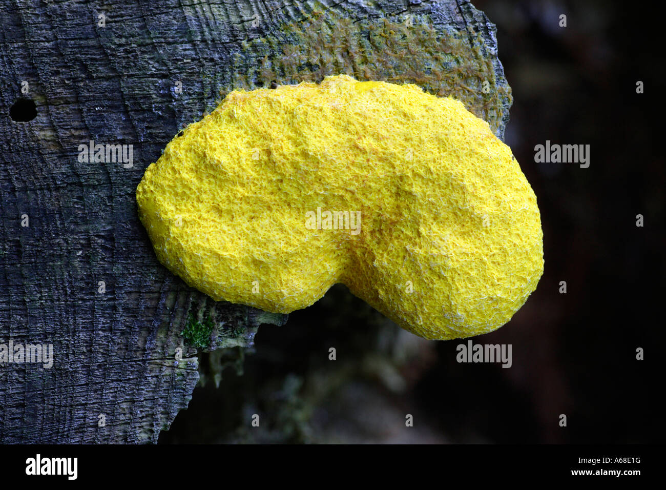 Fango giallo stampo (Fuligo septica) sulla sezione trasversale del legno Foto Stock