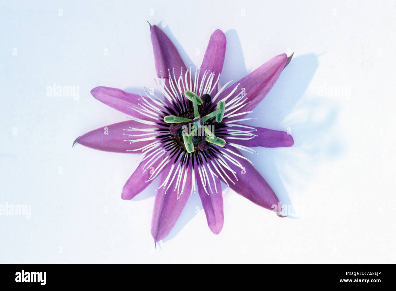 Fiore della passione (Passiflora sp.), fiore studio immagine Foto Stock