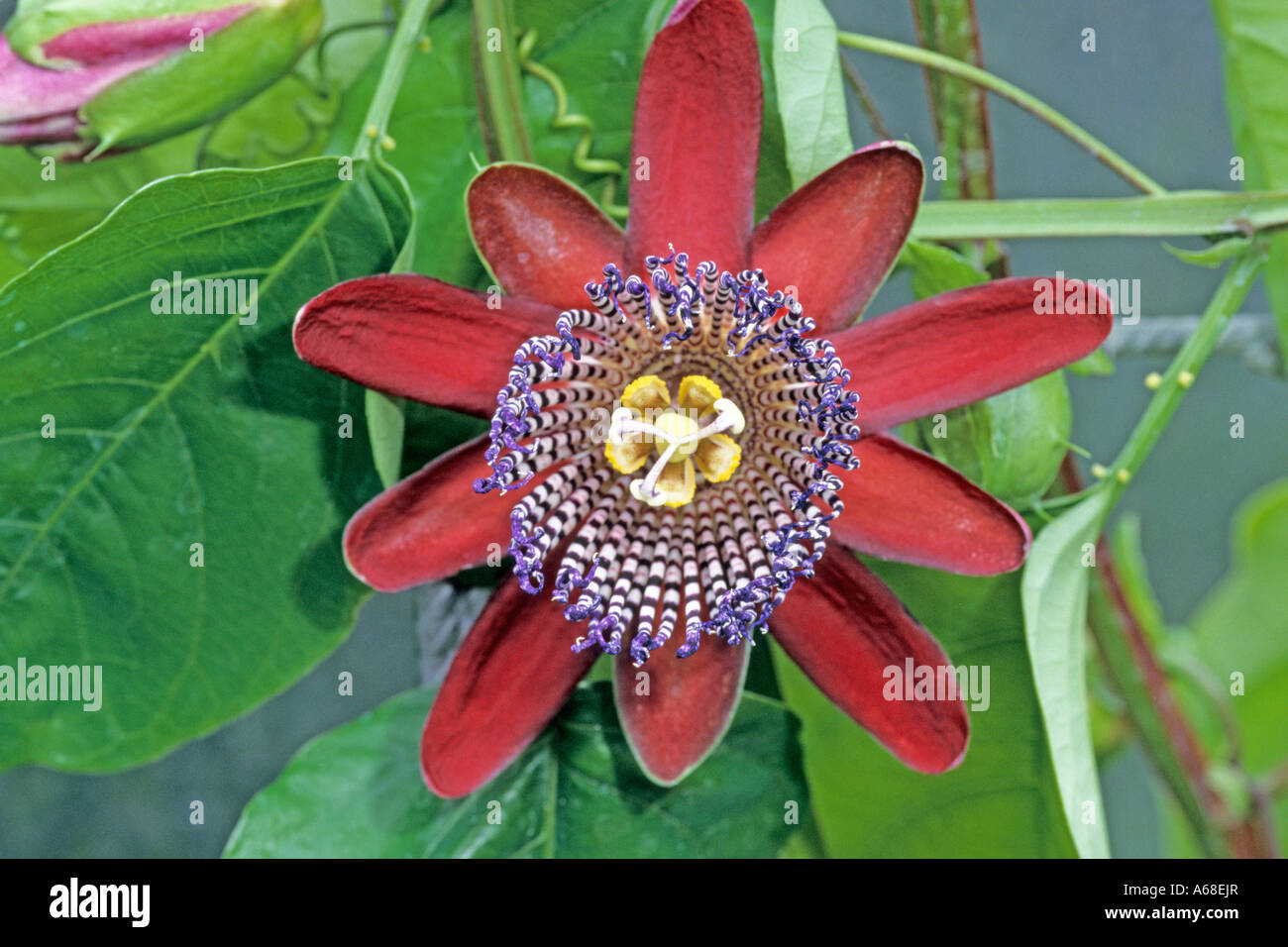 Fiore della passione (Passiflora alata), fiore Foto Stock