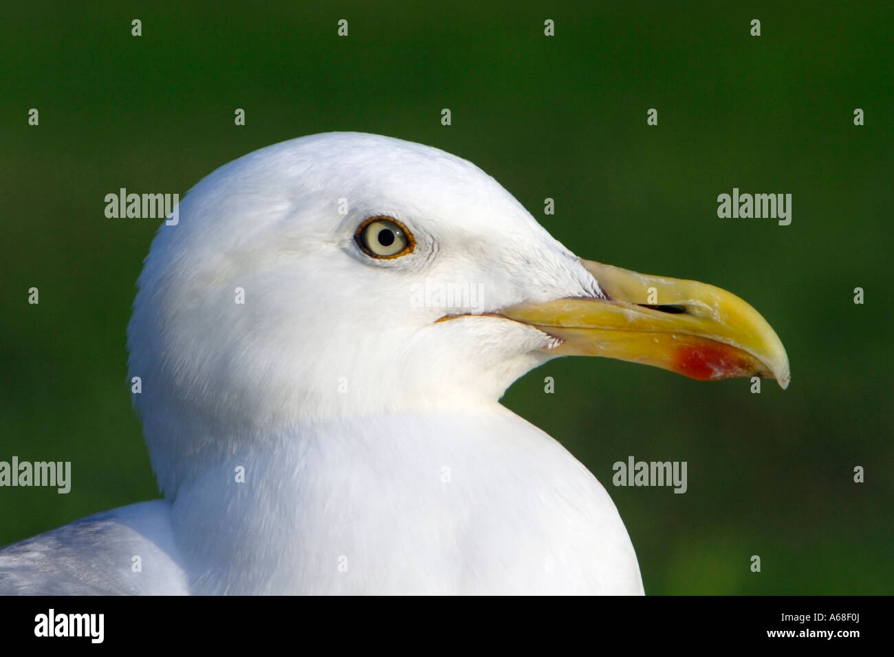Aringa Gabbiano (Larus argentatus), ritratto Foto Stock