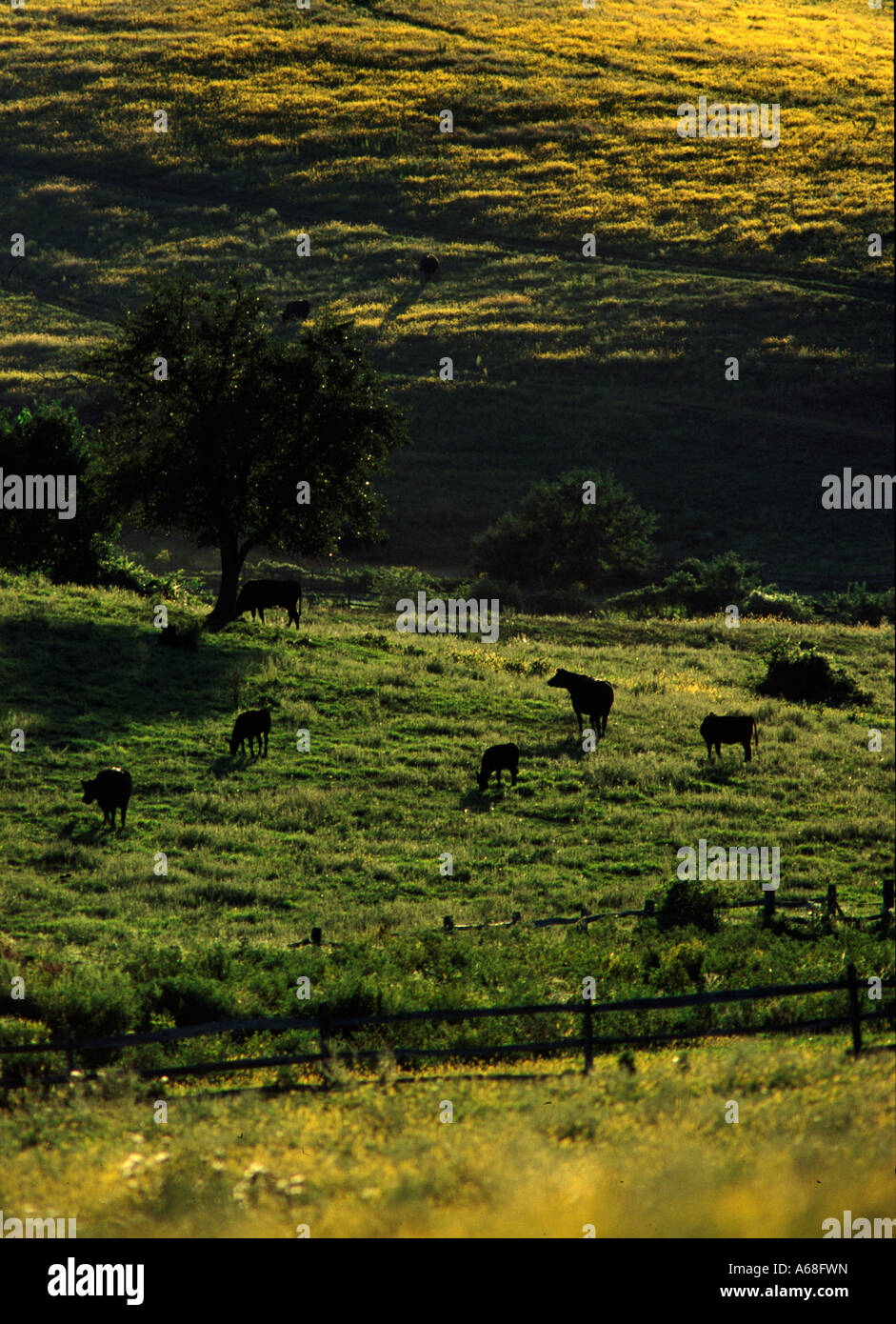Le mucche pascolano in campi di rotolamento Chester County Pennsylvania Foto Stock