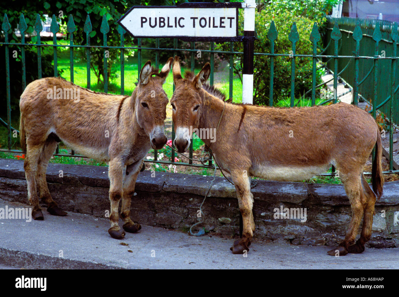 Due asini da un wc pubblico segno dell' Irlanda Foto Stock