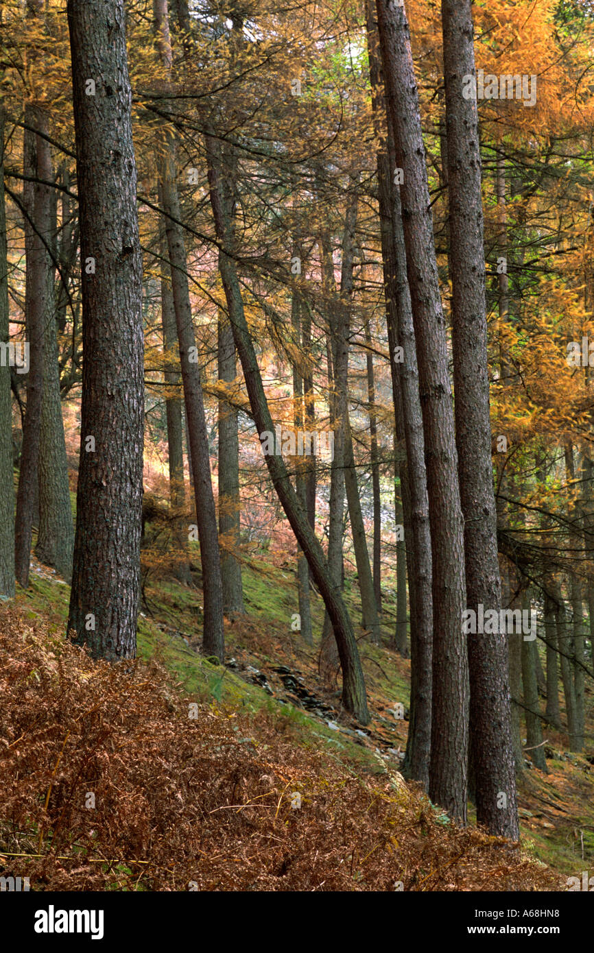 Ibridi o Dunkeld Larice (Larix X eurolepis) piantagione in autunno. Elan Valley, Powys, Wales, Regno Unito. Foto Stock