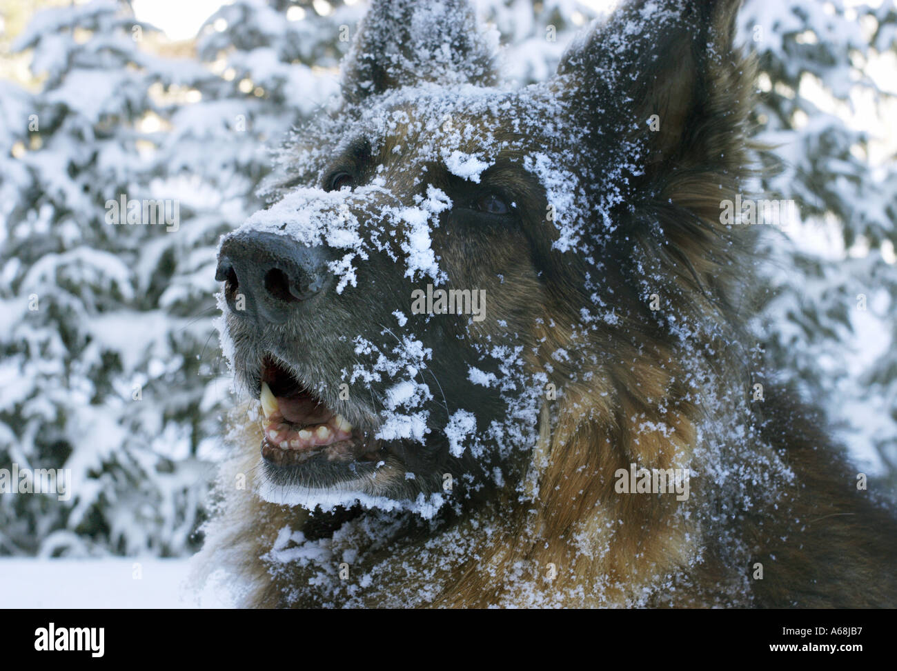 Pastore tedesco nella neve Foto Stock