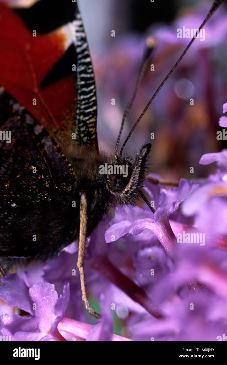 Farfalla pavone (Aglais io) alimentazione su Buddleia. Powys, Galles. Foto Stock