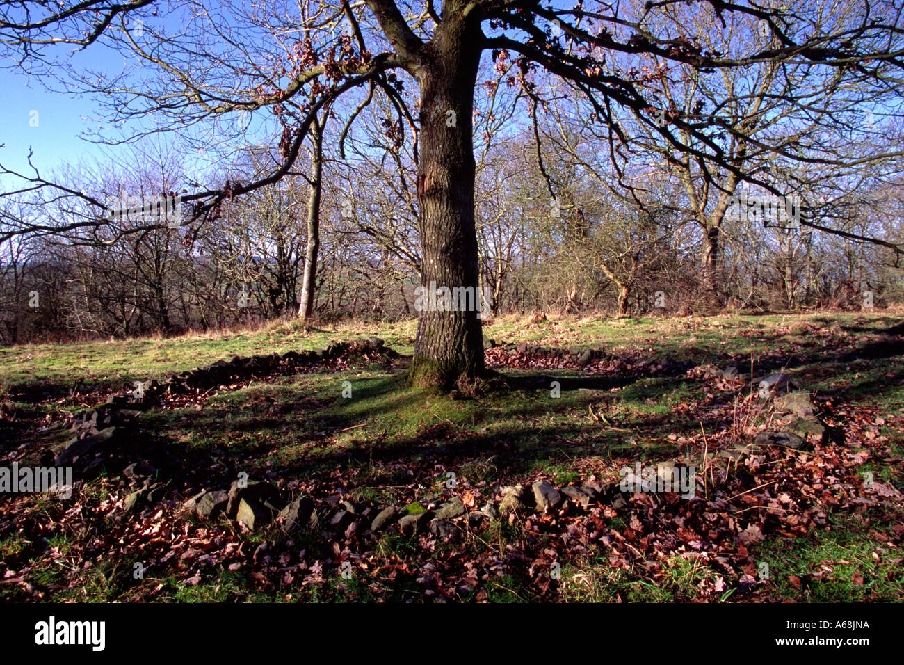 Cerchio di pietre che circonda un albero di quercia. Gaer Fawr legno. Un bosco di proprietà di fiducia vicino a Birmingham, Powys, Wales, Regno Unito. Foto Stock