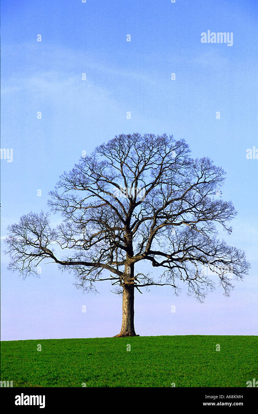Albero solitario senza foglie Foto Stock