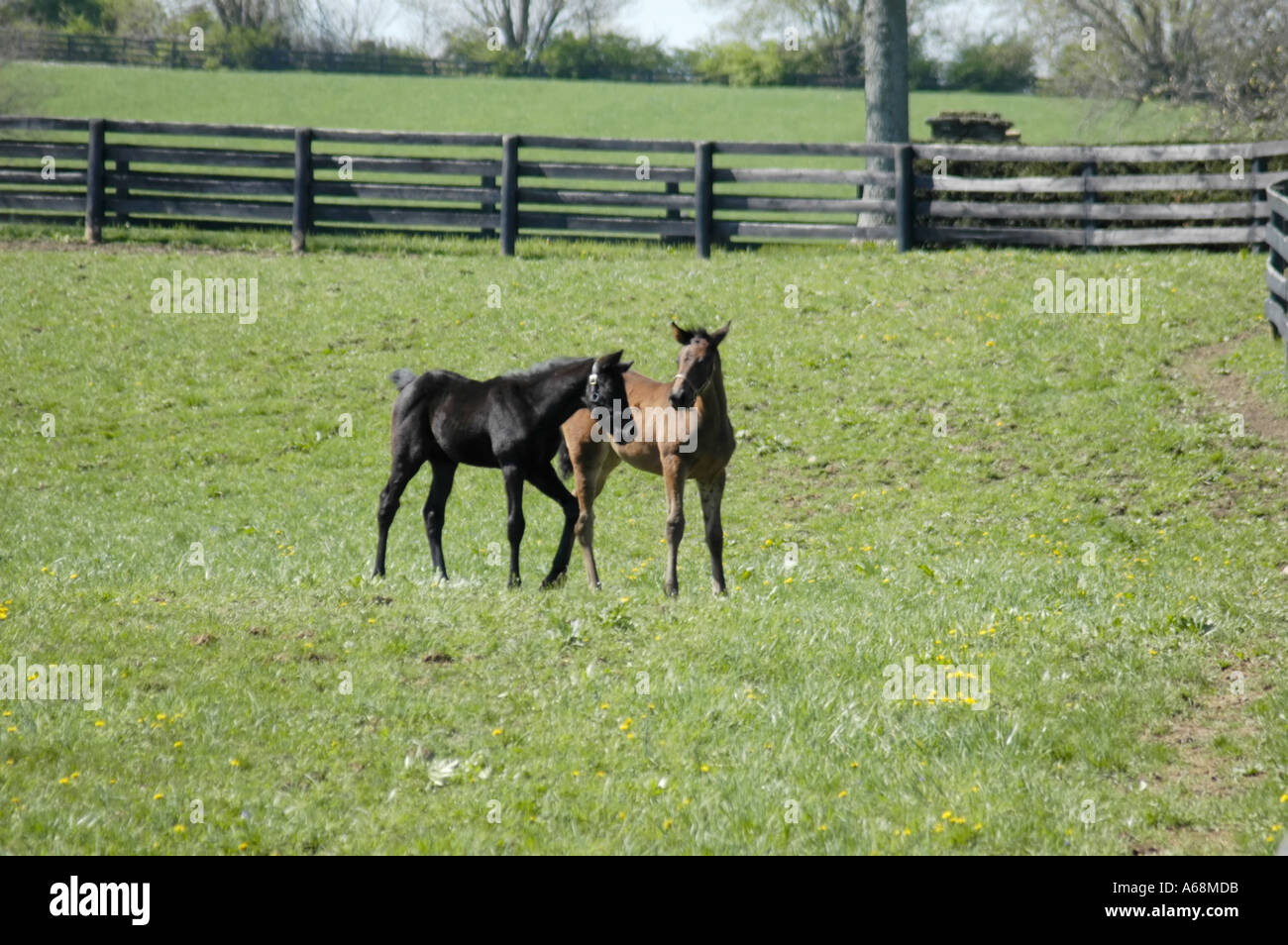 Due giovani cavalli purosangue in un pascolo nella regione di Bluegrass del Kentucky negli Stati Uniti Foto Stock