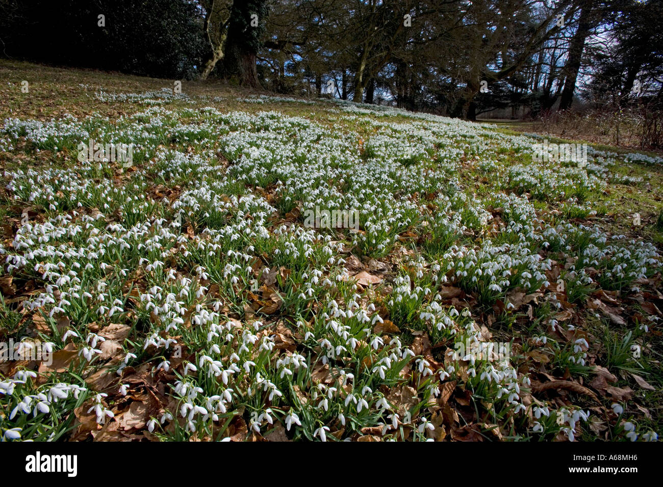 Snowdrops Galanthus nivalis presso Ashridge House Gardens Hertfordshire Foto Stock
