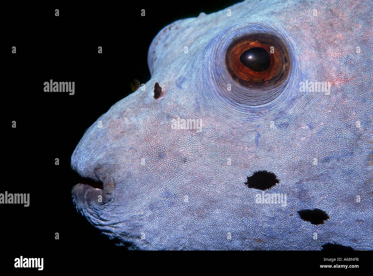 In prossimità della testa della viola blakspotted pufferfish Foto Stock