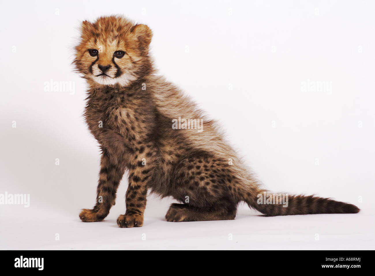 Cheetah cub Acinonyx jubatus Ritratto di un ghepardo cub Africa Foto Stock
