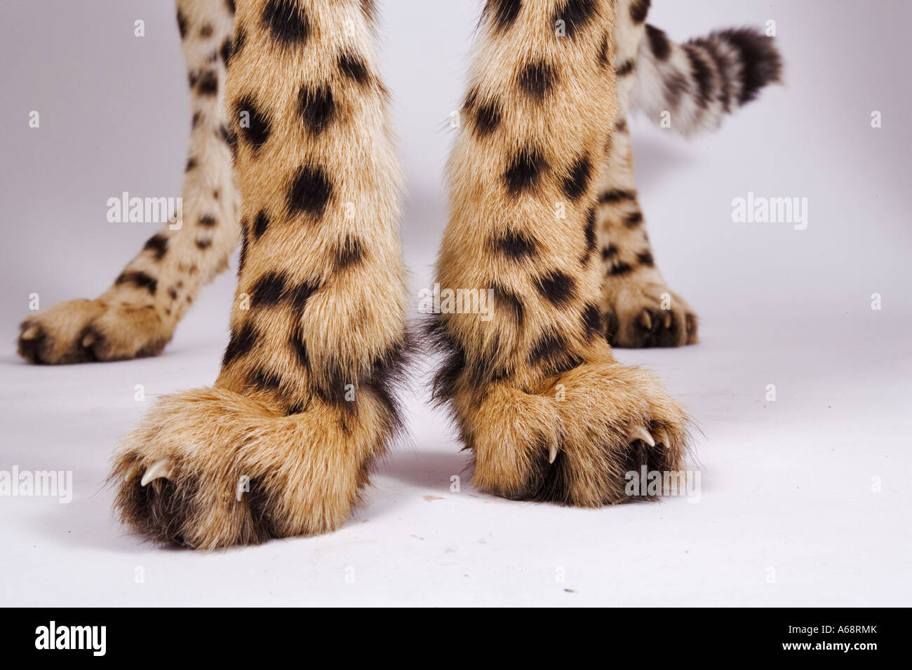 Cheetah. Close up dei piedi Acinonyx jubatus ritratto in studio di adulti in Africa Foto Stock