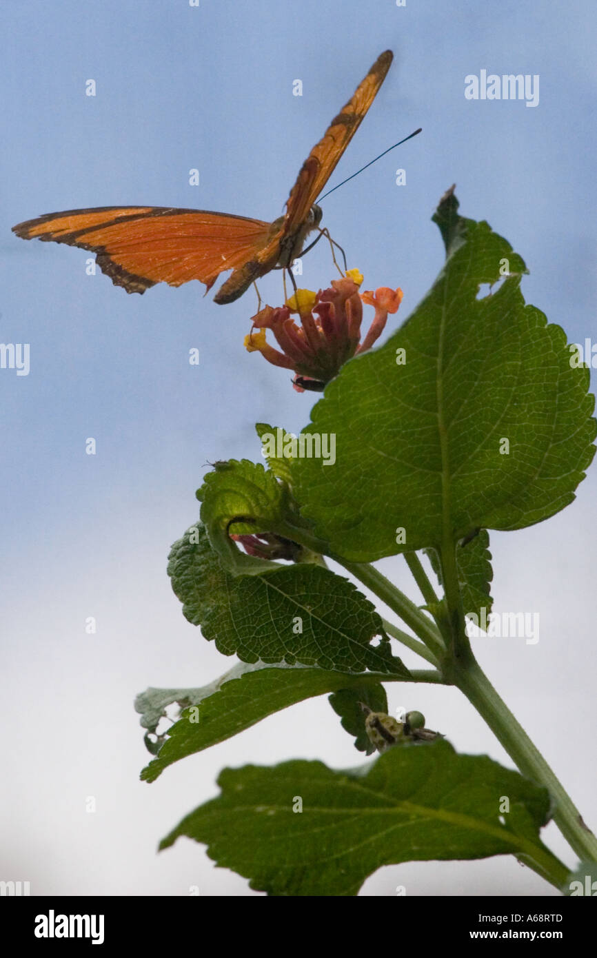 Orange julia longwing butterfly su una rosa e fiore giallo C Foto Stock