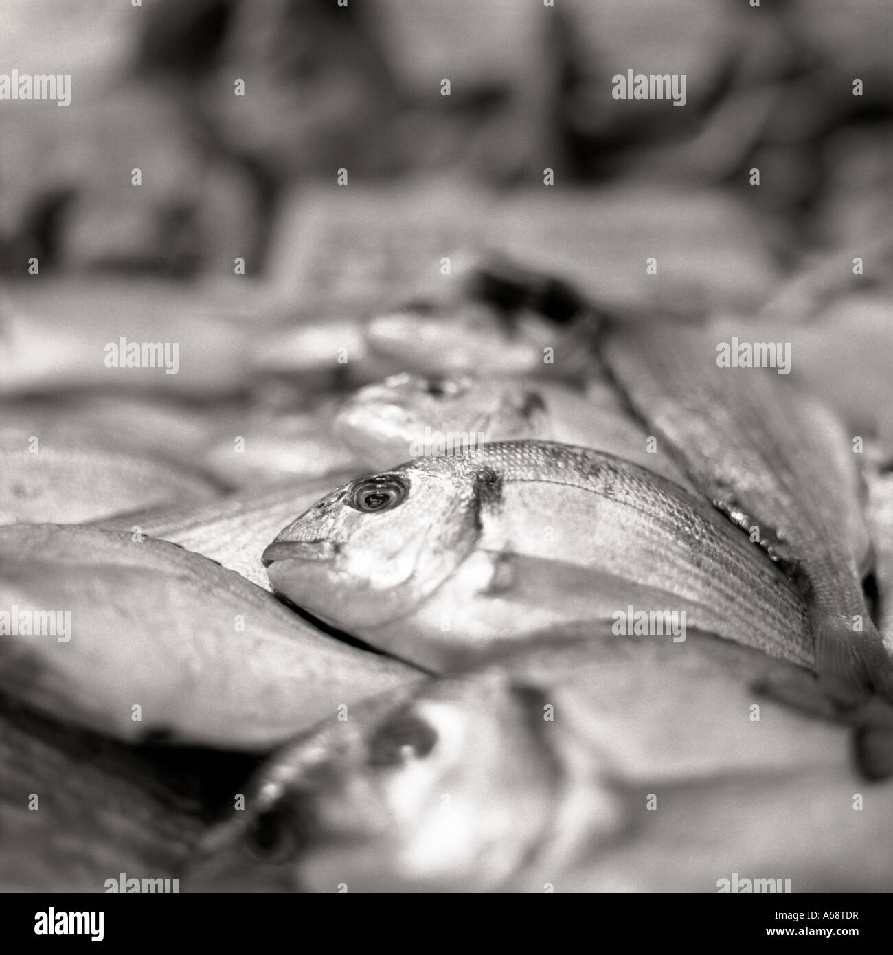 Mercato del pesce Foto Stock