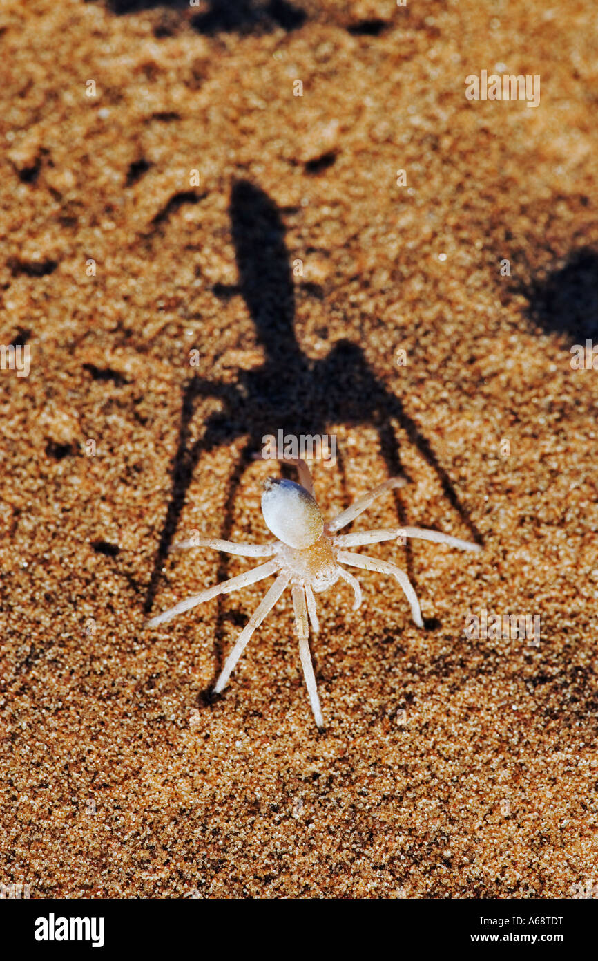 Dancing White Lady Spider Leucorchestris arenicola Namib Desert Namibia Foto Stock