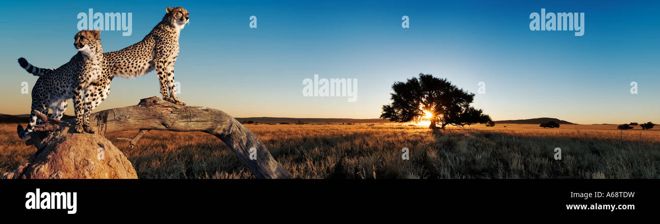 Ghepardo Acinonyx jubatus paio di ghepardi utilizzando termite mound e filiale come una vantage point Namibia Foto Stock