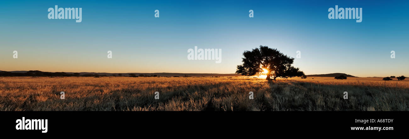 Panoramica di lone acacia al tramonto in un paesaggio erboso Namibia Foto Stock