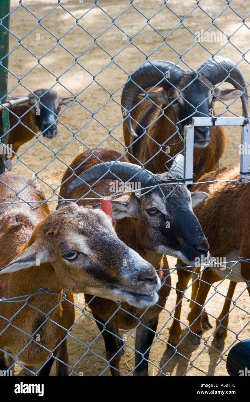 Un allevamento di capre guardando la telecamera da dietro un recinto di filo Foto Stock