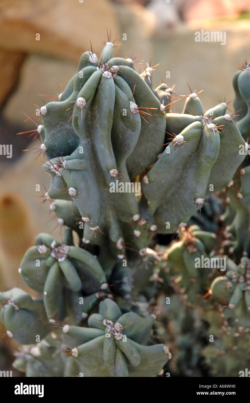 Cereus peruvianus var Monstruosa Nana mela peruviana chiamato anche Cactus Apple Foto Stock