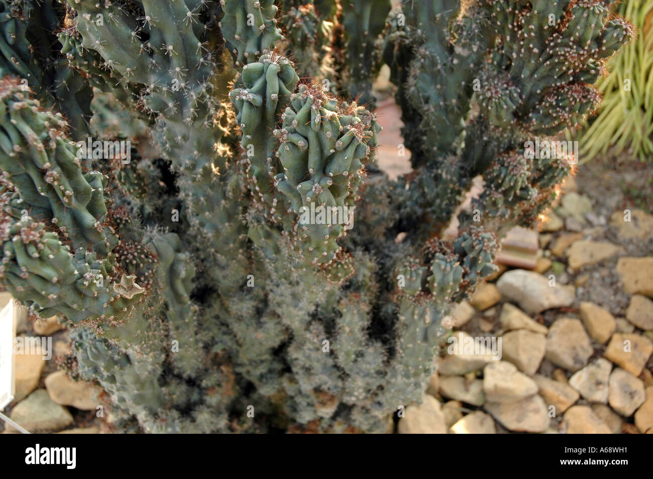 Cereus peruvianus var Monstruosa Nana mela peruviana chiamato anche Cactus Apple Foto Stock