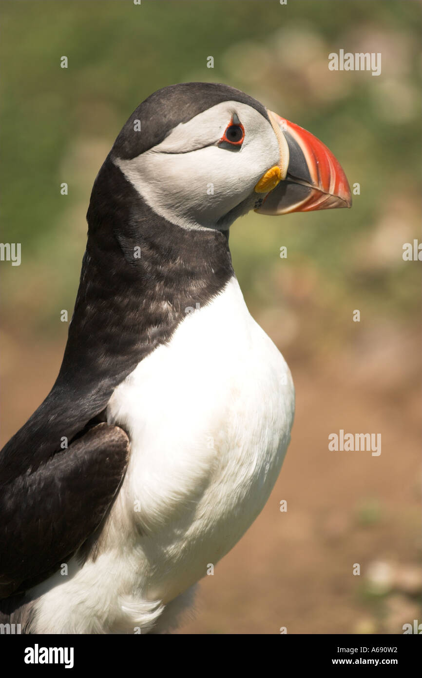 Puffin [Fratercula arctica], [Skomer Island], Wales, Regno Unito, uccello che mostra profilo colorato e becco nero piumaggio bianco, 'close up' Foto Stock