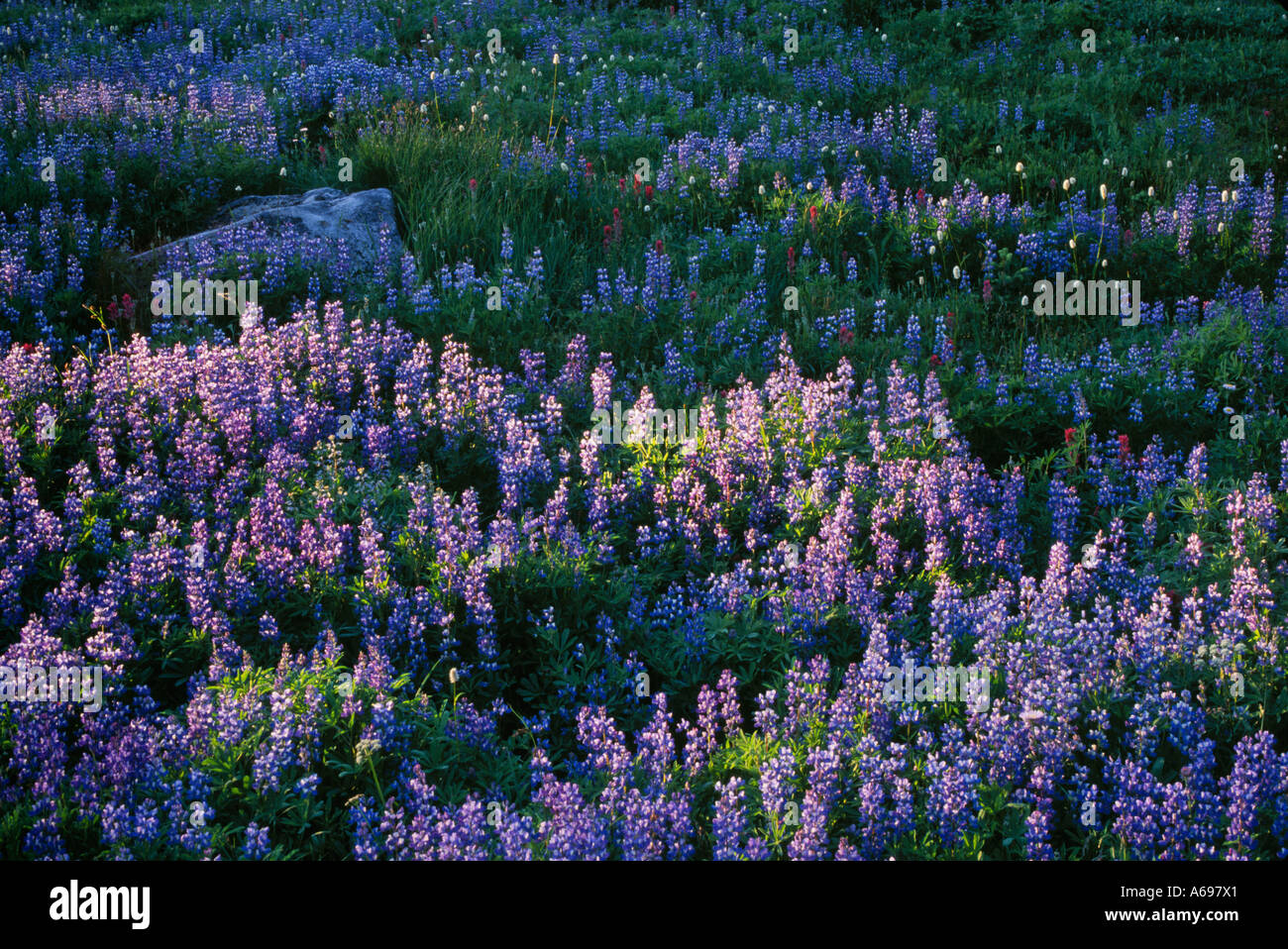 Di lupino in prato lungo la Nisqually Vista Trail nel paradiso Area a Mt Rainier National Park Washington Foto Stock