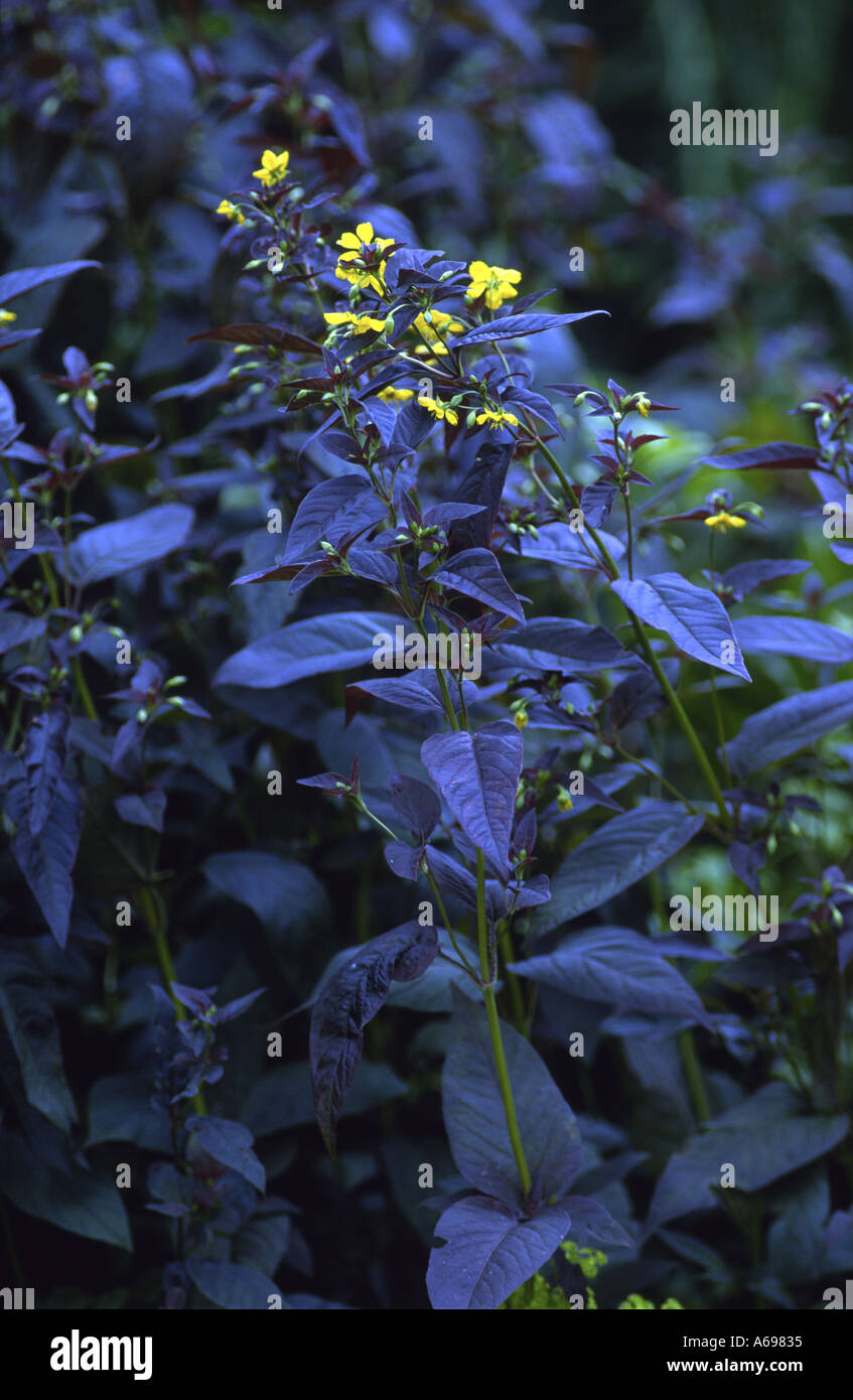 Lysimachia petardo Foto Stock