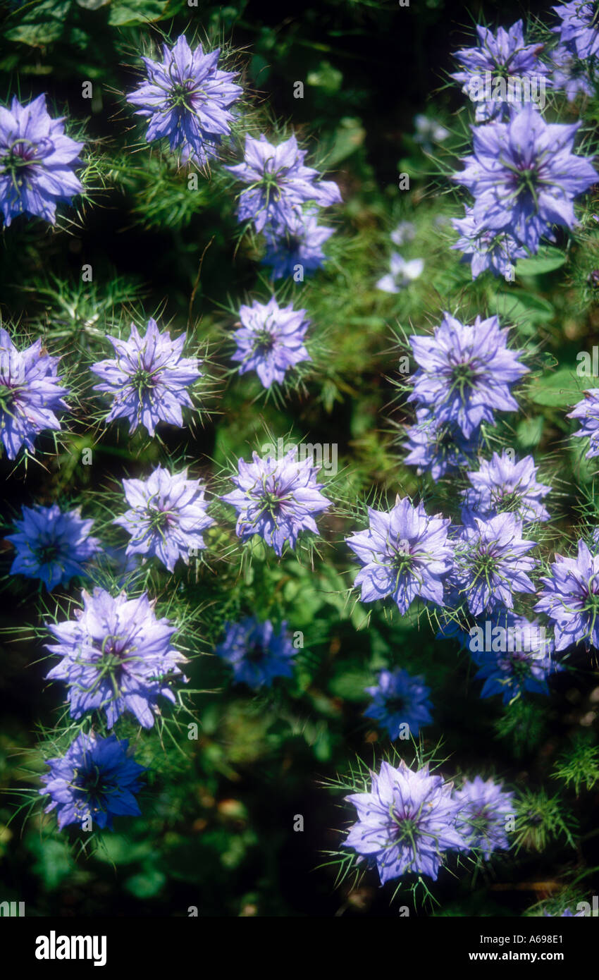 Amore in una nebbia nome scientifico Nigella damascena Foto Stock