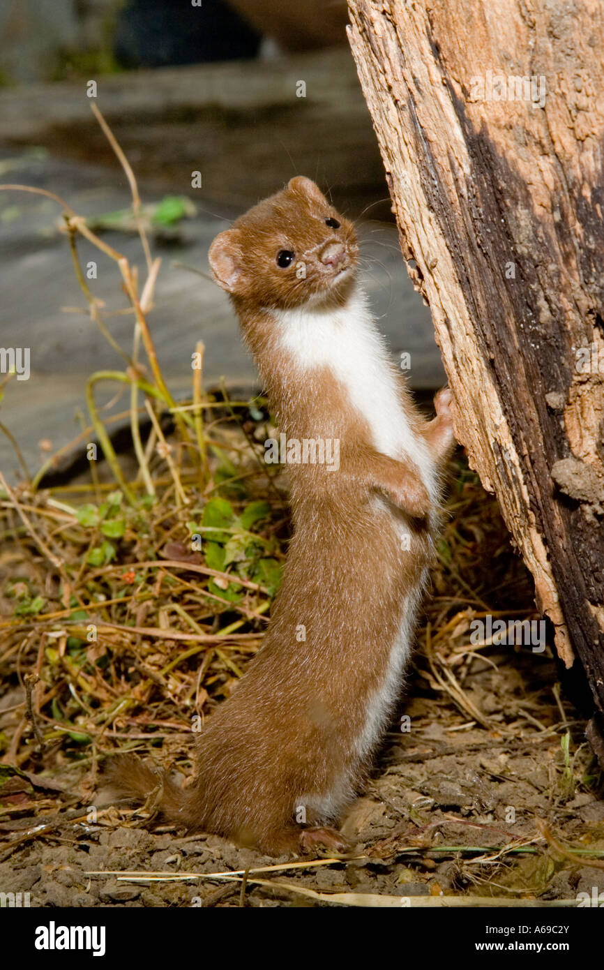 La donnola Mustela nivalis sorge a fianco di un registro Foto Stock