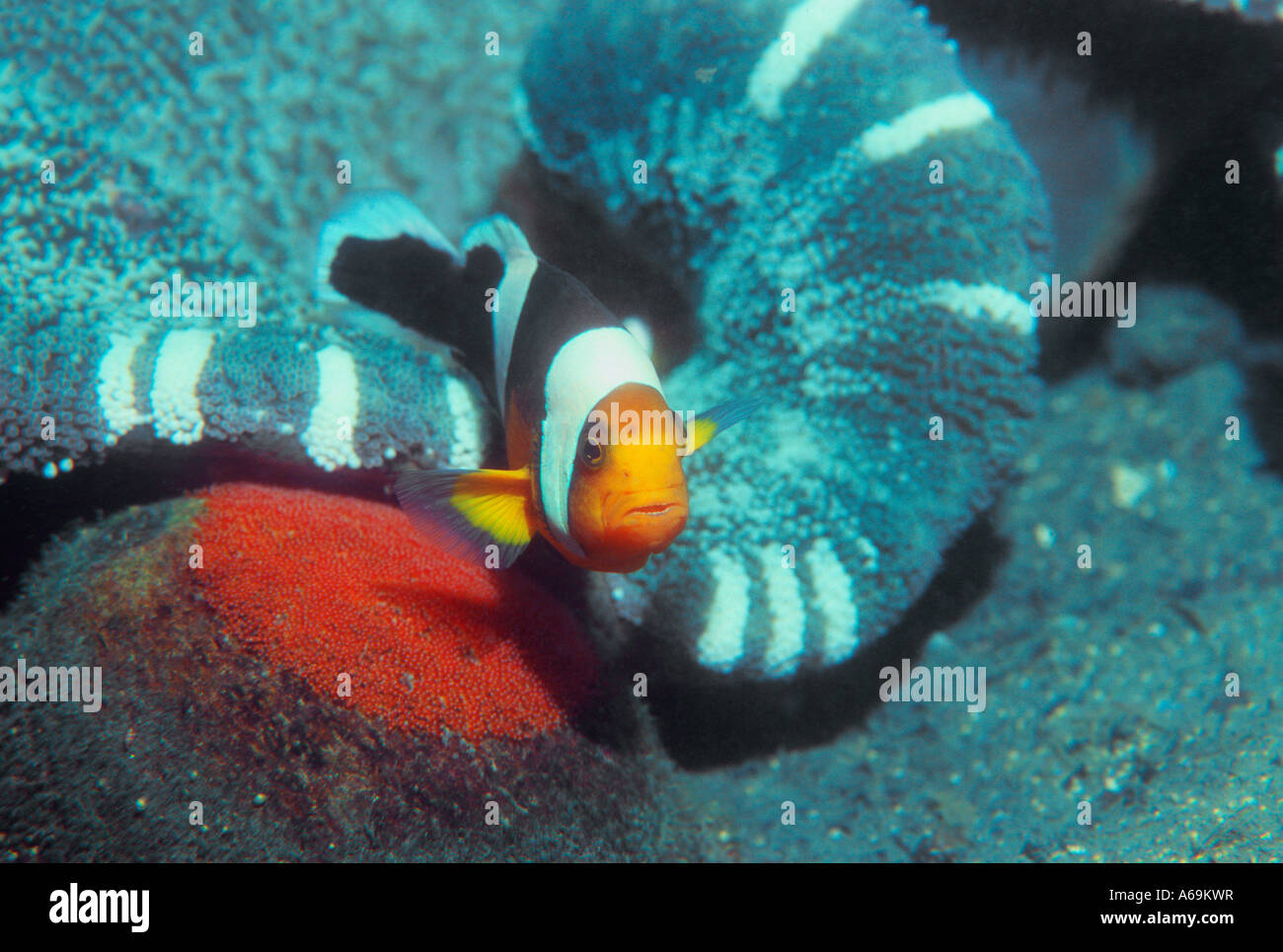 A doppio spiovente anemonefish custodendo freshy uova deposte su roccia Foto Stock