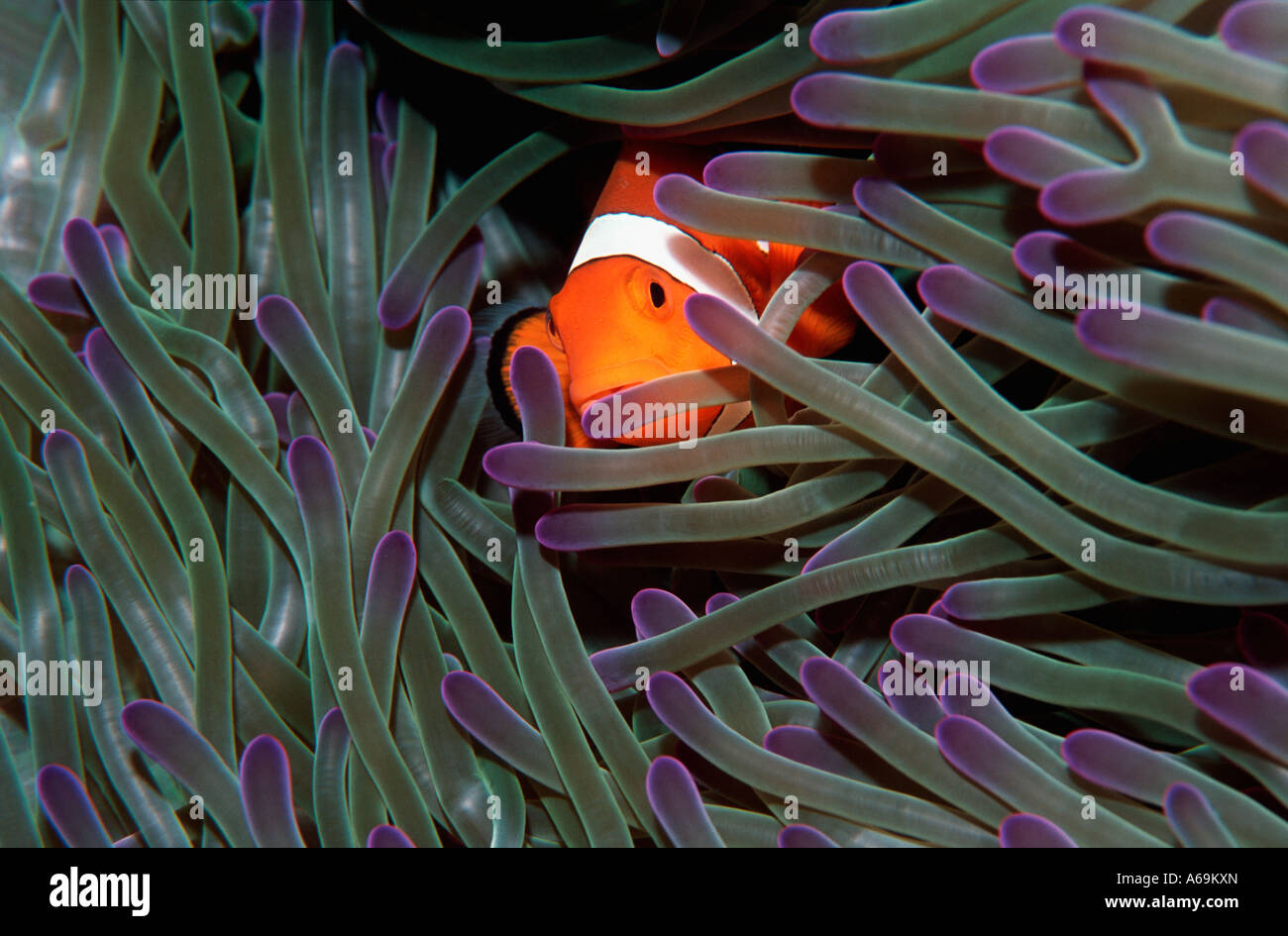 False clown anemonefish Amphiprion ocellaris in host anemone Malaysia Foto Stock