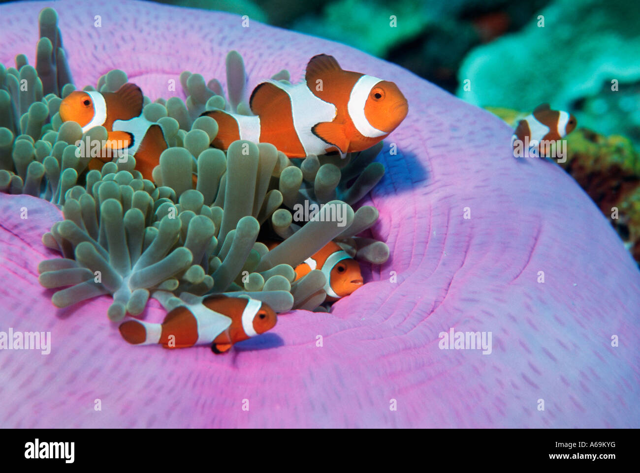 False clown anemonefish Amphiprion ocellaris in host anemone Indonesia Foto Stock