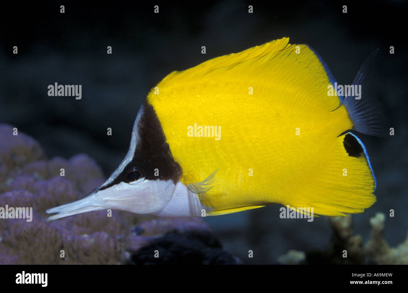 Becchi lunghi butterflyfish Forcipiger flavissimus Mare delle Andamane Thailandia Foto Stock
