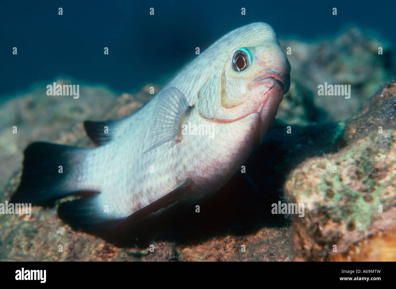 Tre punti di dascyllus Foto Stock