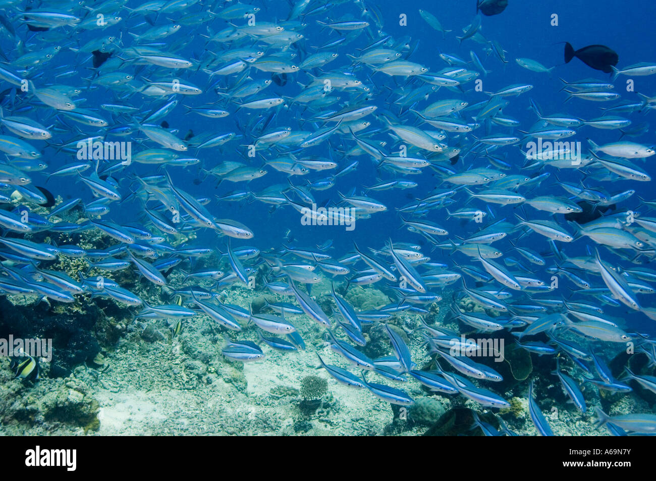 Bluestreak fusilier Pterocaesio tile scuola sulla barriera corallina Bunaken NP Nord Sulawesi Indonesia Foto Stock