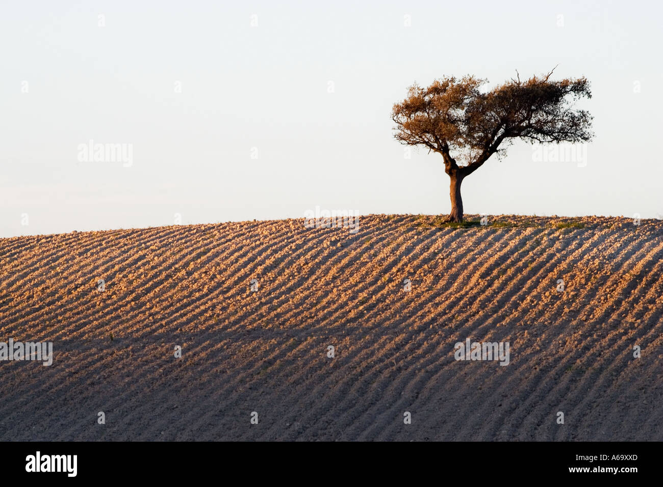 Un leccio sulla cima di una collina, Andalusia, Spagna Foto Stock