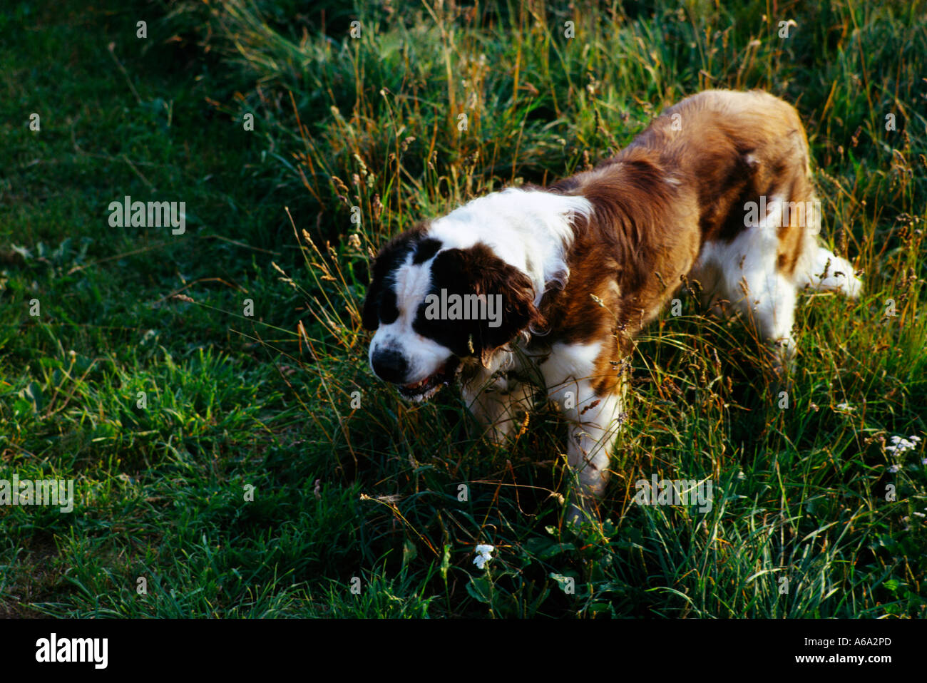 Italia San Bernardo cane nelle Alpi Foto Stock