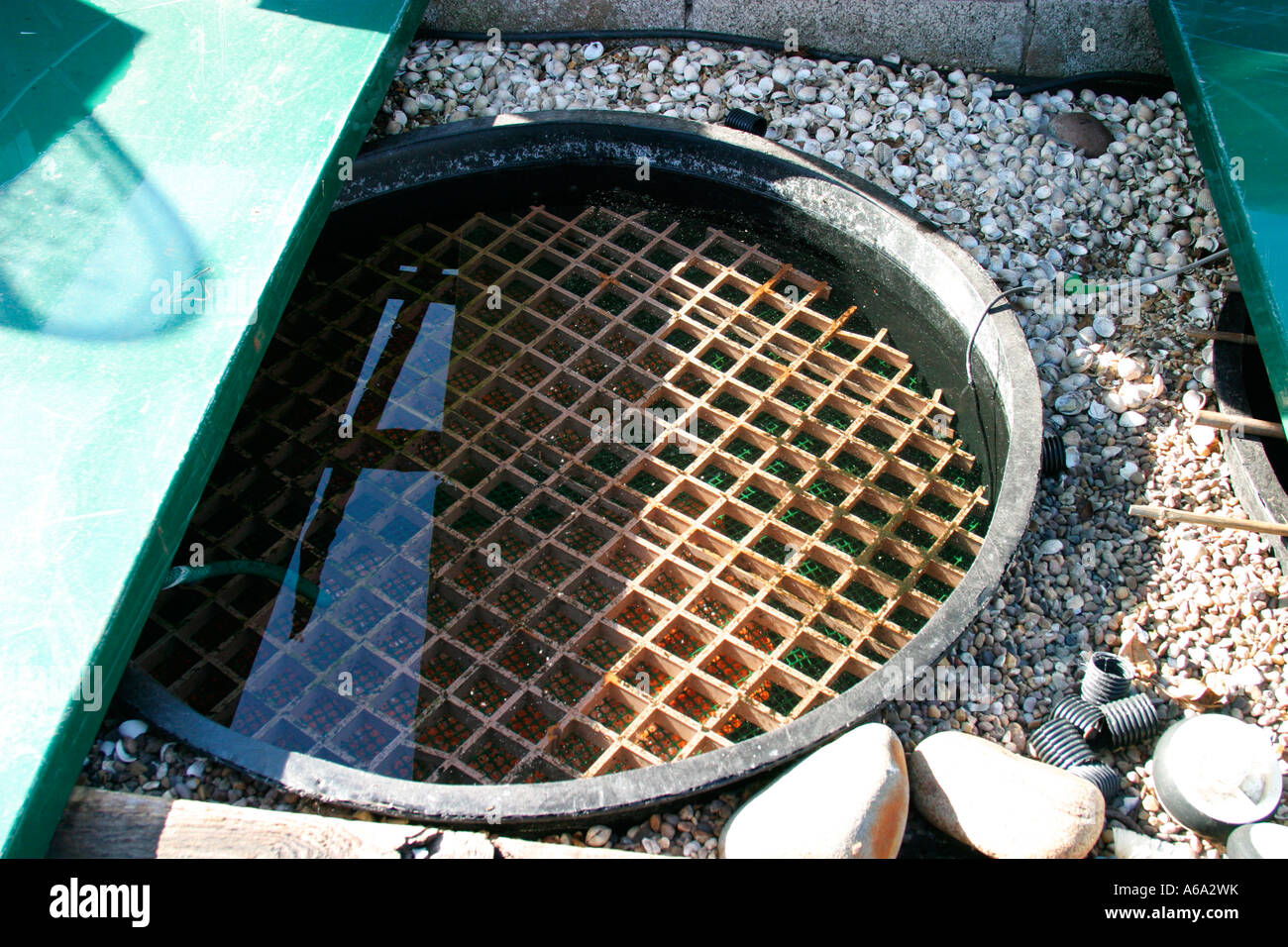 La filtrazione su koi pond Foto Stock