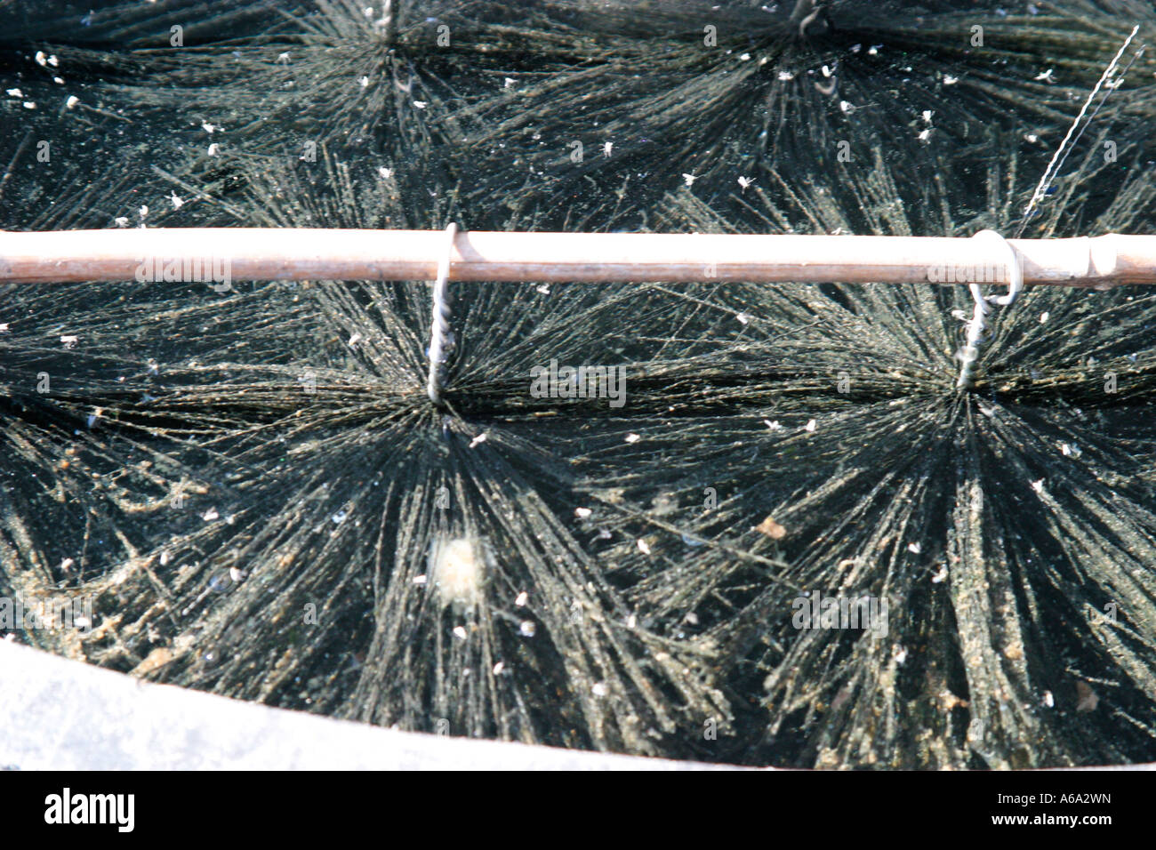 KOI POND spazzole di filtrazione raccogliere detriti di grandi dimensioni Foto Stock