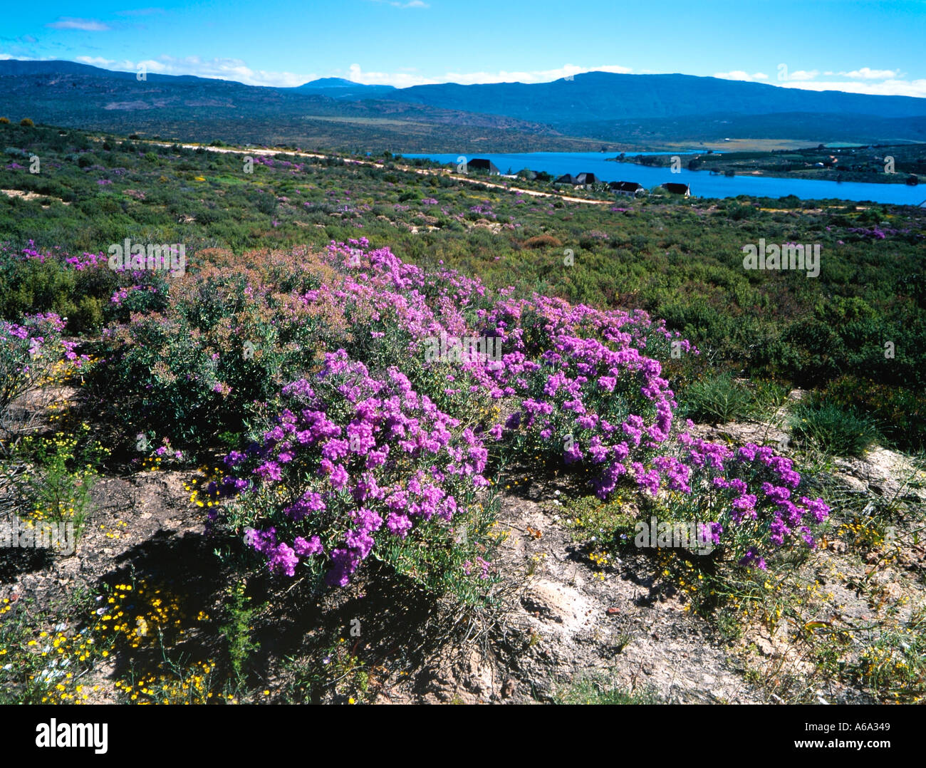 Fiori Selvatici Cederberg Wilderness Area Sud Africa Foto Stock