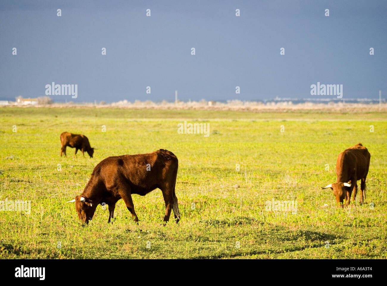 Tori di pascolare su un prato. Parco nazionale di Donana area, Spagna. Foto Stock