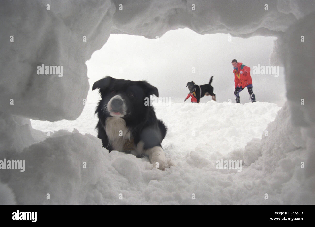 Salvataggio cani che sono addestrati nelle Highlands scozzesi vicino a Glencoe Foto Stock