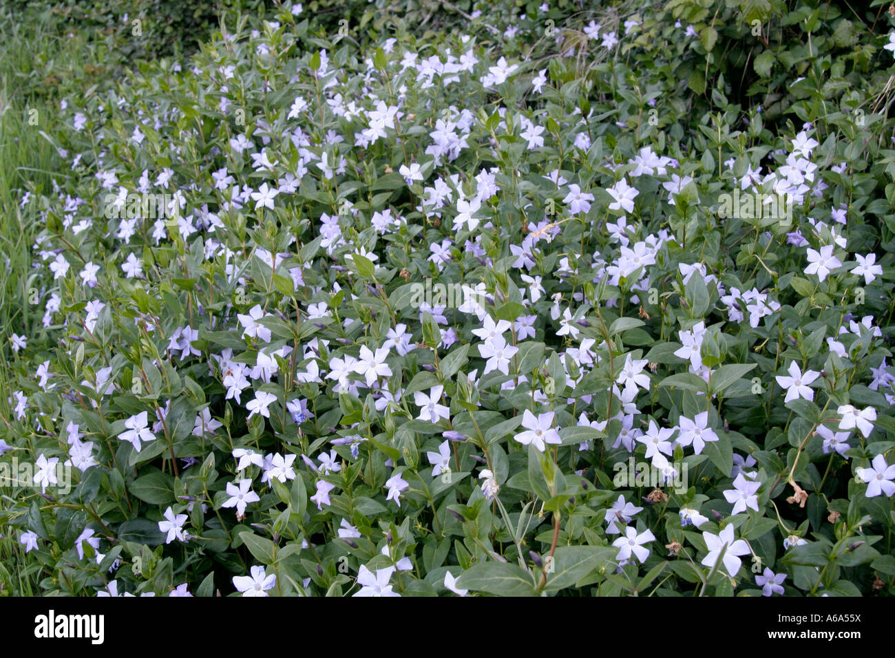 Vinca difformis vicino Júzcar Serrania de Ronda Andalusia Spagna Foto Stock