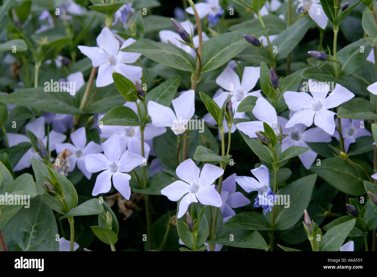 Vinca difformis vicino Júzcar Serrania de Ronda Andalusia Spagna Foto Stock