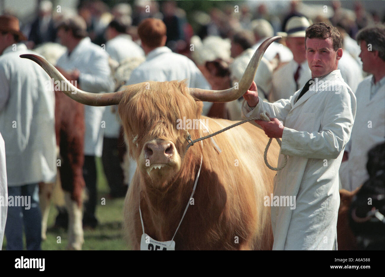 Highland vacca a Royal Highland Show Ingliston scozzese di Edimburgo Foto Stock