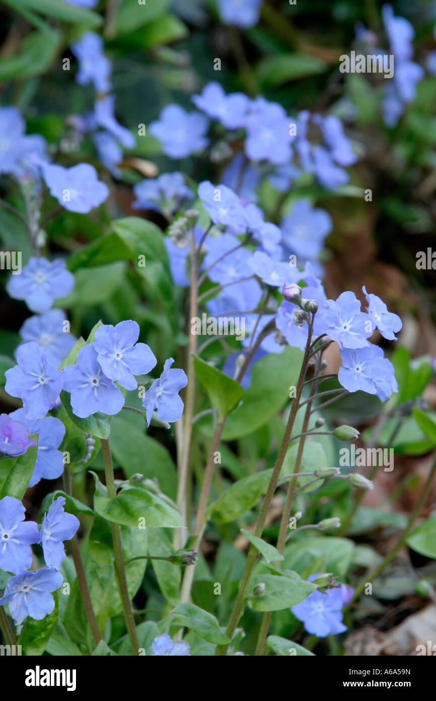 Omphaloides cappadocica Cherry Ingram marzo 27 Foto Stock