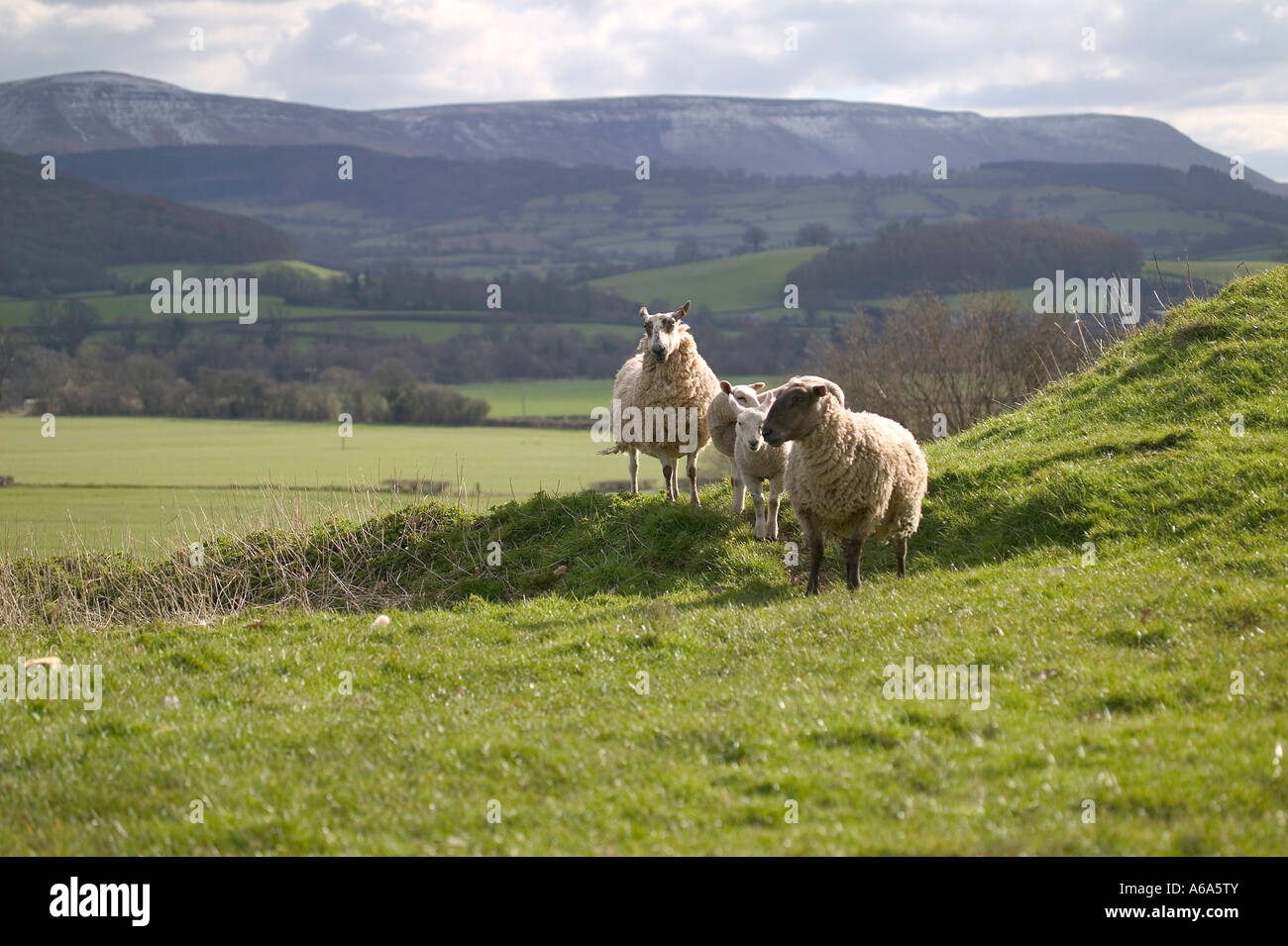 Pecore sul pendio di una collina in un pomeriggio soleggiato paesaggio in background Foto Stock