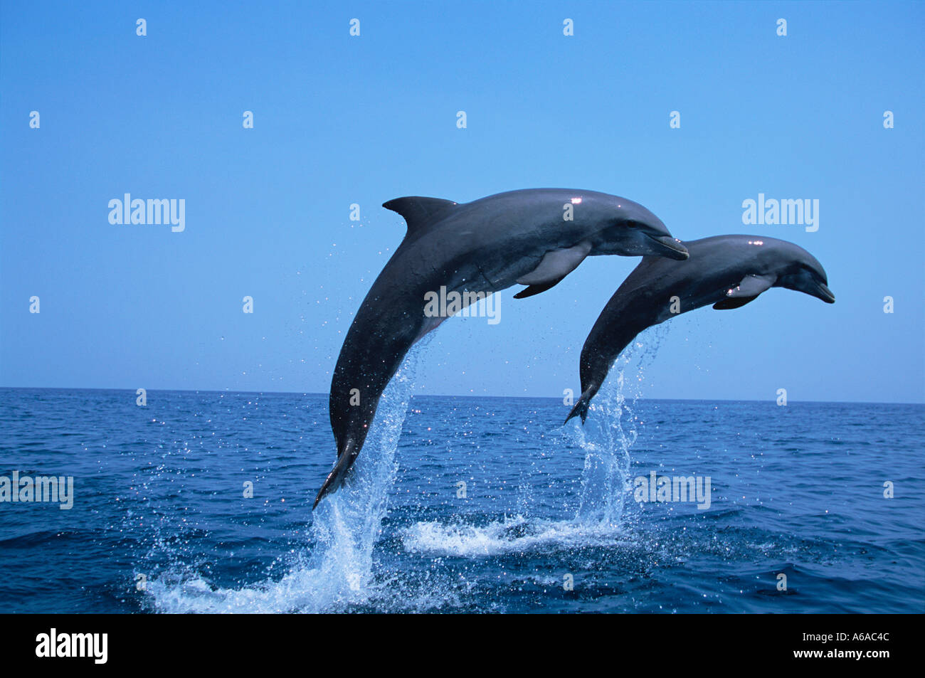 Foto Il Mio 240 Delfini Tursiopi Tursiops truncatus foto Copyright Brandon Cole Foto Stock