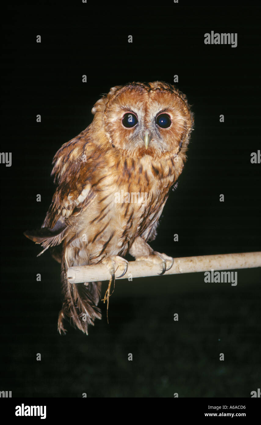 Gufo di notte Foto Stock