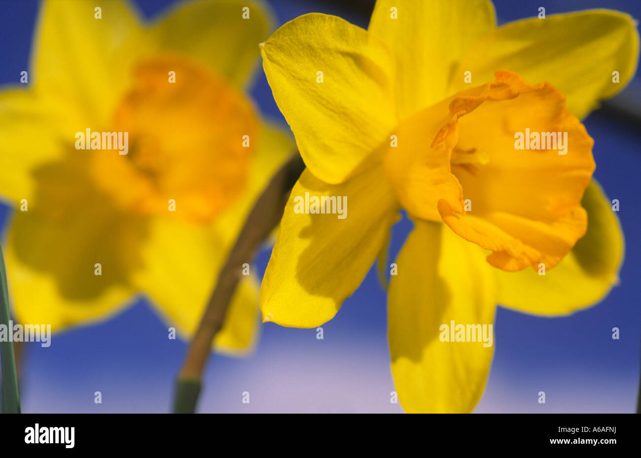 Stagione Primavera colore nel giardino narcisi narcissus fortune Scotland Regno Unito Foto Stock
